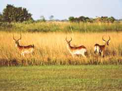 Red Lechwe on the runway at Camp Okavango Botswana Red Lechwe on the runway at Camp Okavango Botswana