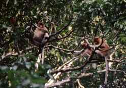 Proboscis Monkeys on the Kinabatangan River Borneo Proboscis Monkeys on the Kinabatangan River Borneo