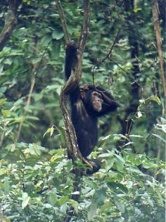 Chimpo in Gombe NP Tanzania