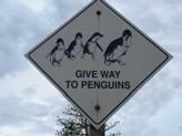 ictor Harbor has penguins