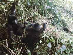 Baby Mountain Gorillas playing Baby Mountain Gorillas playing