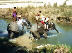 Bathing elephants Royal Chitwan NP Nepal