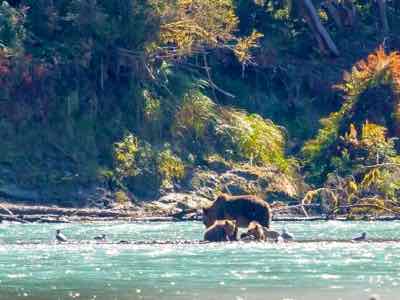 Bears feast on salmon Campbell River