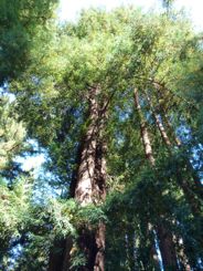 California Coastal Redwoods California Coastal Redwoods