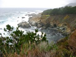 Monterey Cypress and surf just south of Carmel Monterey Cypress and surf just south of Carmel