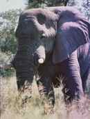 Elephant in camp Moremi Botswana Elephant in camp Moremi Botswana