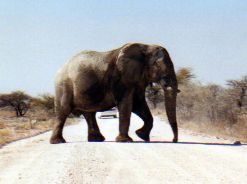 Foreign rules of the road may vary