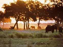 Elephants and African Sunset Elephants and African Sunset
