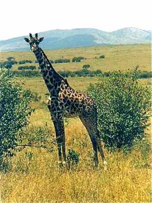 Giraffe on safari in Africa