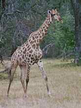 Giraffe in Moremi National Park Giraffe in Moremi National Park