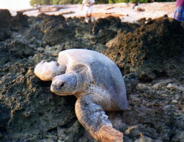 Borneo green turtle landing on rocky beach Borneo green turtle landing on rocky beach