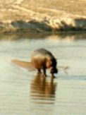 Hippos can stray into bush camps at night