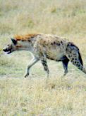 Spotted hyena