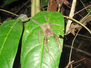 Jumping spider in Manu National Park Peru