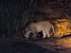 Leopard on night drive Kruger NP South Africa Leopard on night drive Kruger NP South Africa