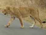 Lions stop traffic in Kruger NP South Africa