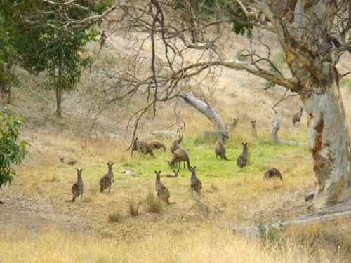 Kangaroos at the side of the road Australia