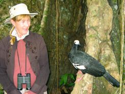 Birdwatching in the Peruvian Amazon