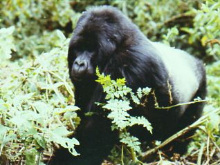 Ndume - Our Silverback