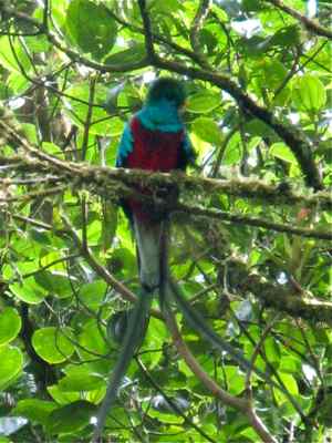 Male Resplendent Quetzal in Panama 