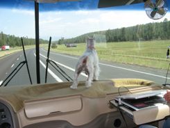 RV road trip - Pet can go along RV road trip - Pet can go along