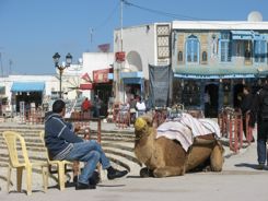 Souk and camel photo-op in El Jem Tunisia