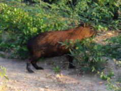 Capybara Capybara
