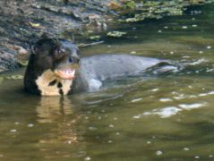 Giant River Otter Giant River Otter