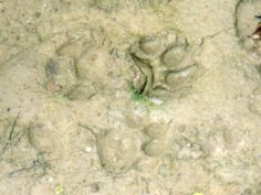 Jaguar tracks in the Pantanal Jaguar tracks in the Pantanal