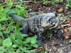 Tegu Lizard Tegu Lizard