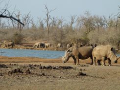 White Rhino Royal Hlane National Park Swaziland White Rhino Royal Hlane National Park Swaziland