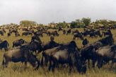 Wildebeest migration Masai Mara Kenya Wildebeest migration Masai Mara Kenya