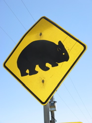 wombat road sign