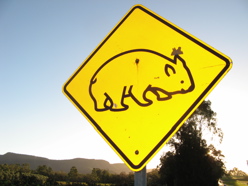 road sign - watch for wombats