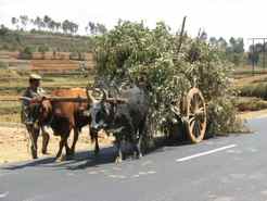 Zebu carts Share Madagascar Roads Zebu carts Share Madagascar Roads
